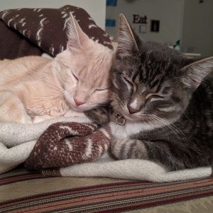 Grey and orange cat bundle